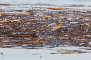 Рябинник (Turdus pilaris) 